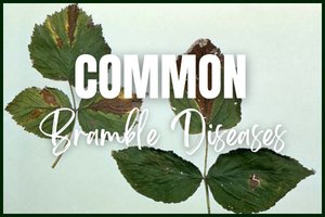 Common Home Gardener Bramble Diseases